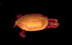 CT Movie of Red-eared Slider