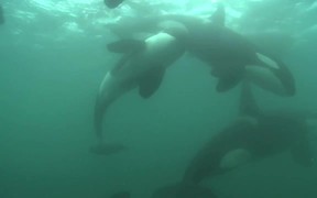 Woman is Swimming with Wild Orcas - Animals - VIDEOTIME.COM