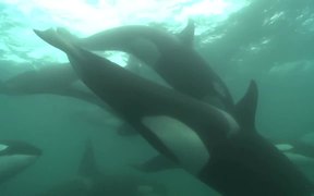 Woman is Swimming with Wild Orcas