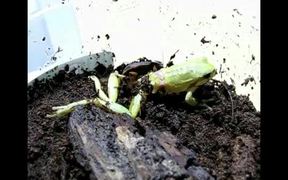 Beetle Attacking and Preying upon Tree Frog