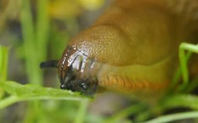 Spanish Slug while Eating a Leaf in Macro - Animals - VIDEOTIME.COM