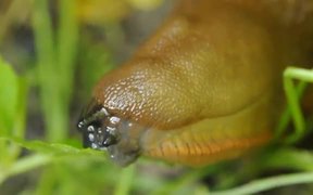 Spanish Slug while Eating a Leaf in Macro
