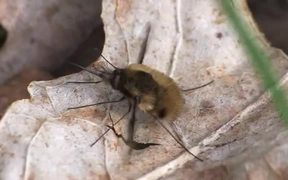 Bee Flies and Rubs it Forelegs in Macro