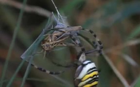 Female Wasp Spider vs Grasshopper