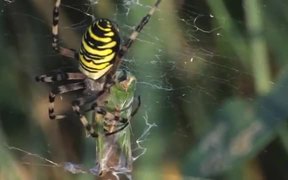 Female Wasp Spider vs Grasshopper - Animals - VIDEOTIME.COM