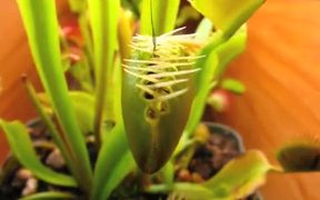 Venus Flytrap vs Beetles in Macro - Fun - VIDEOTIME.COM
