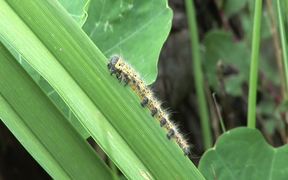 Caterpillar Eating