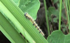 Caterpillar Eating - Animals - VIDEOTIME.COM