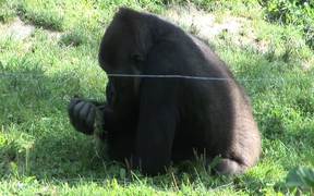 Gorillas II