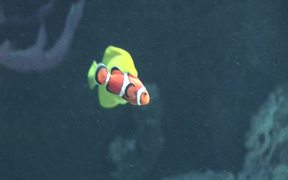 Aquarium Clownfish II