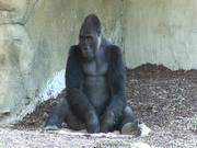 Gorilla I