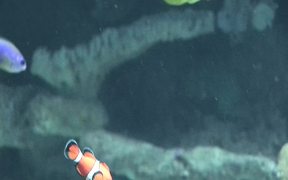Aquarium Clownfish II - Animals - VIDEOTIME.COM