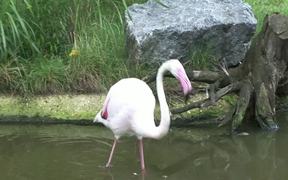 Flamingos - Animals - VIDEOTIME.COM