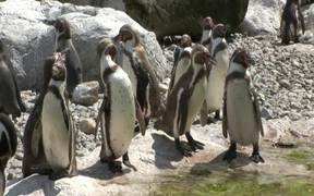 Penguins - Animals - VIDEOTIME.COM