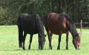 Horses 2 - Animals - VIDEOTIME.COM