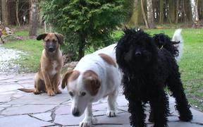3 Dogs - Animals - VIDEOTIME.COM