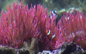Clownfish Nemo - Animals - VIDEOTIME.COM