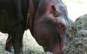 Hippo - Animals - VIDEOTIME.COM