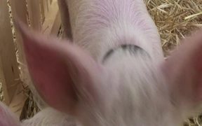 Pigs - Animals - VIDEOTIME.COM