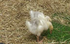 Baby Ducks - Animals - VIDEOTIME.COM