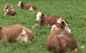 Cow - Animals - VIDEOTIME.COM
