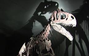 Dinosaur in Museum
