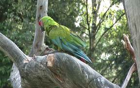 Green Parrot - Animals - VIDEOTIME.COM