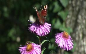 Flower with Butterfly - Animals - VIDEOTIME.COM