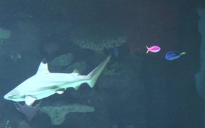 Sharks in Aquarium - Animals - VIDEOTIME.COM