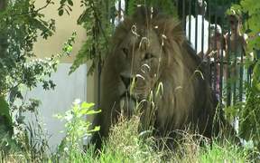 Lion in Zoo - Animals - VIDEOTIME.COM
