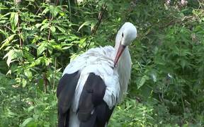 A Stork