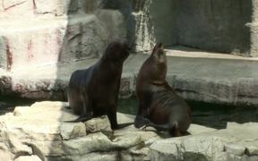 Harbor Seal - Animals - VIDEOTIME.COM