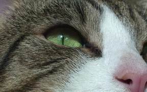 Cat Closeup - Animals - VIDEOTIME.COM