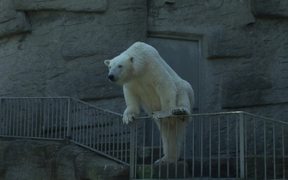 Polar Bear in the Zoo