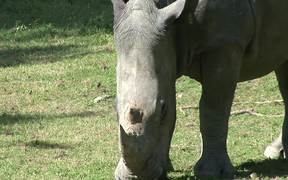 Rhinoceros - Animals - VIDEOTIME.COM