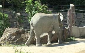 Small Elephant - Animals - VIDEOTIME.COM