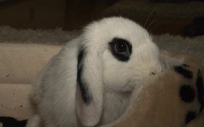 Rabbit - Animals - VIDEOTIME.COM