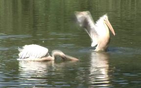 Pelikane - Animals - VIDEOTIME.COM