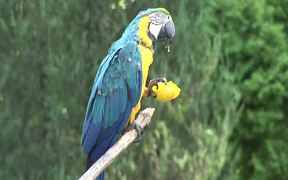 Papageien Bleu - Animals - VIDEOTIME.COM