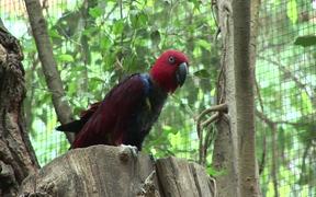 Papagei - Animals - VIDEOTIME.COM