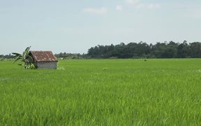 Bali - Rice Field