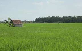 Bali - Rice Field