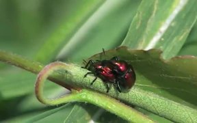 Weevils Mating in Macro - Animals - VIDEOTIME.COM