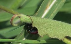 Weevils Mating in Macro