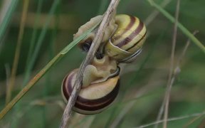 Grove Snails Mating in Macro