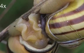 Grove Snails Mating in Macro - Animals - VIDEOTIME.COM