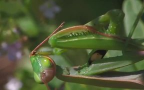 Praying Mantis Captures a Grasshopper in Macro