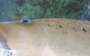 Creepy looking Vampire Fish Sea Lamprey Breathing