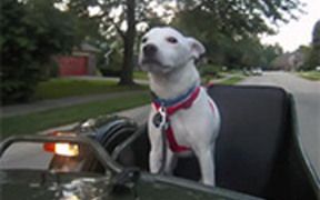 Sidecar Skippy - Animals - VIDEOTIME.COM