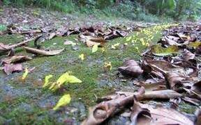 Leafcutter Ants Transporting Yellow Flowers